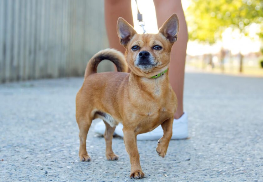 Chihuahua Mix Breeds Guide