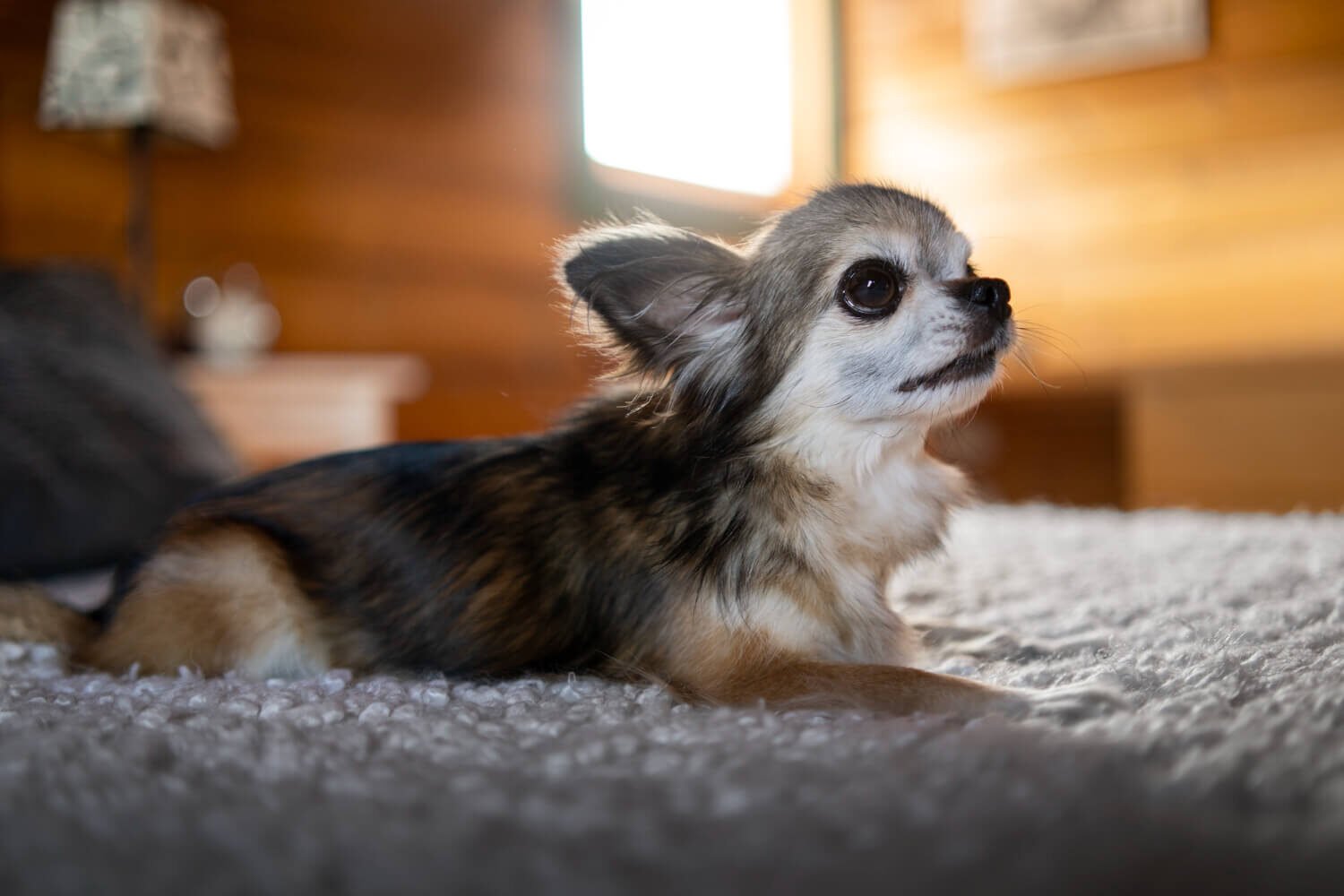 corgi-chihuahua-mix