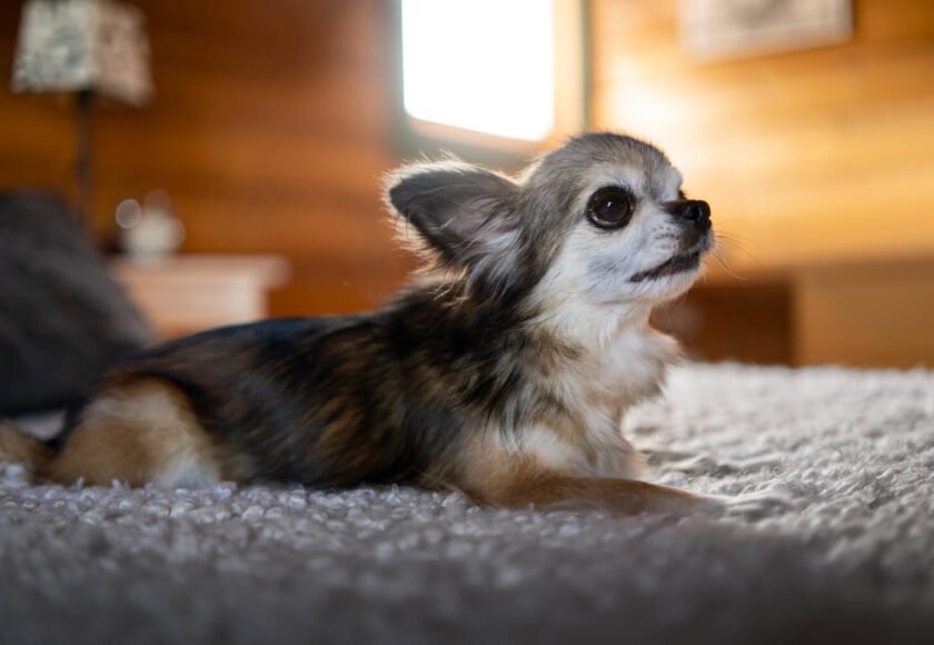 corgi-chihuahua-mix