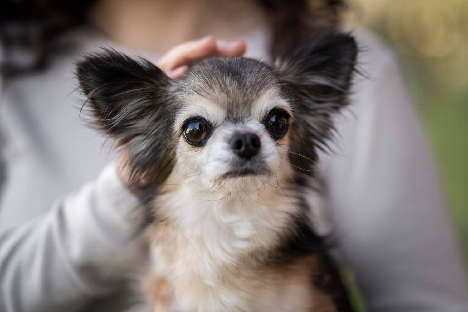Types of Chihuahua Dog Guide