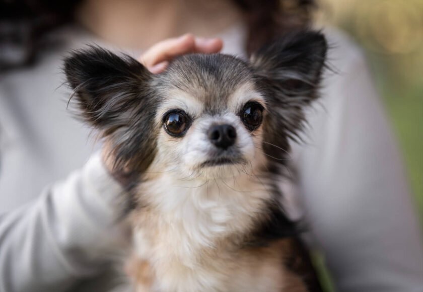 Types of Chihuahua Dog Guide