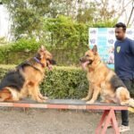 Pet Boarding in India: How to Choose a Safe and Reliable Pet Hostel