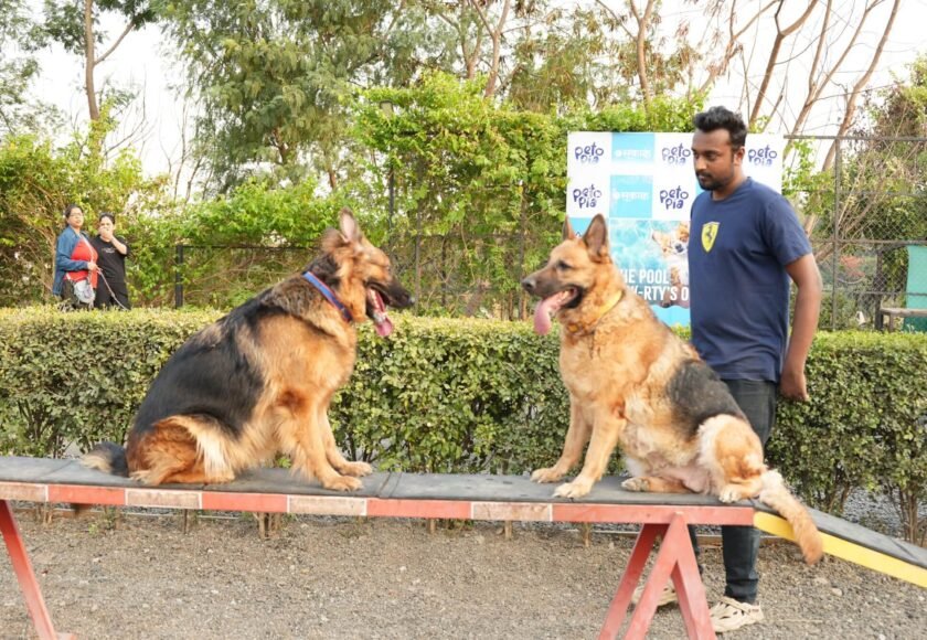Pet Boarding in India: Choosing a Safe and Reliable Pet Hostel